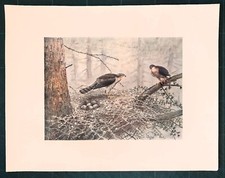Stampa antica UCCELLI RAPACI
