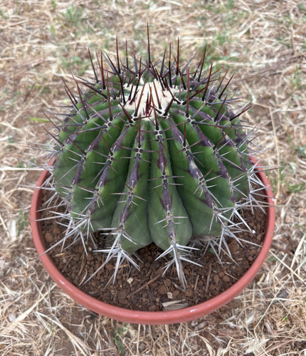 Echinocactus ingens pianta - echinocactus,