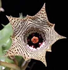 1 Talea Senza Radici Huernia