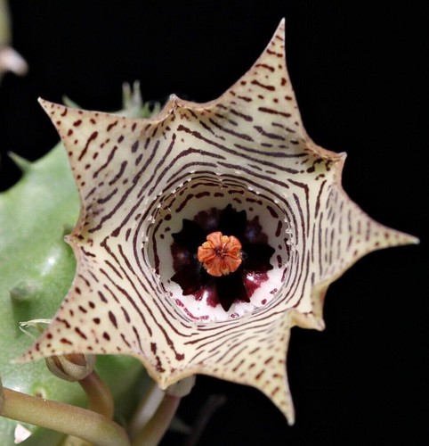 Talea senza radici - senza, huernia