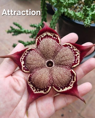 Edithcolea grandis