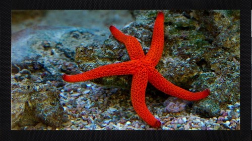 Starfish sea creature ocean - sea,