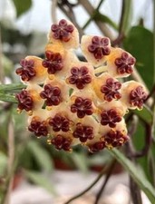 Hoya Kerrii Con Foglia