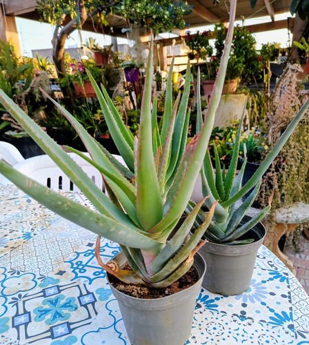 Aloe vera vaso da - aloe, in