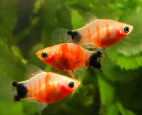 Platy red tiger - red,