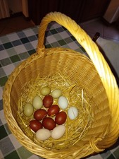 uova feconde Marans, Araucana