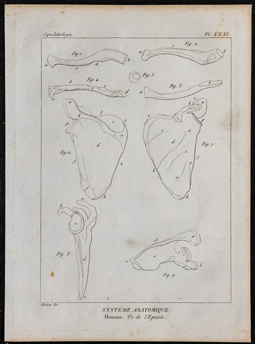 1825 spalla umana - 1825,