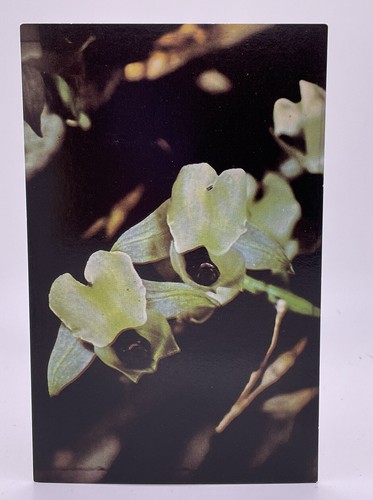Cartolina epoca fiore - cartolina,
