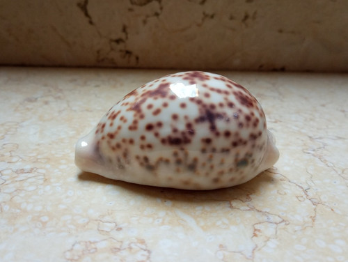 Pantherina cypraea cowrie - f,