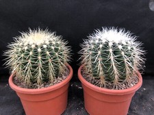 ECHINO GRUSONII V. ALBISPINUS