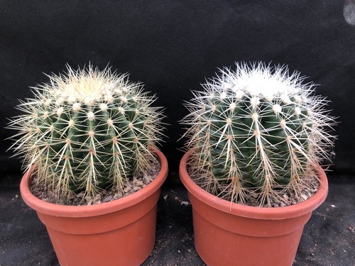 Echino grusonii albispinus - echino, v.