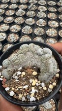 Pianta succulenta cactus - succulenta, di