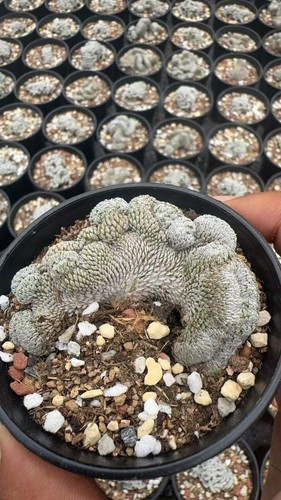 Pianta succulenta cactus - pianta,