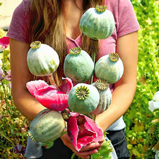 Papaver Somniferum ☆"Bowlingball"☆ [*Giant Pod Poppy] ~ 5700 semi ♤ 1,5 g+ ♤