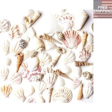 Mini Conchiglie Assortite per