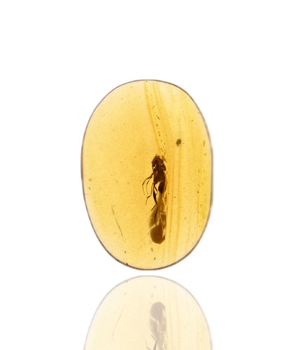 Imenotteri dettagliati - , (wasp)