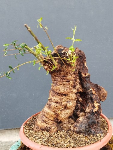 Bonsai olivastro 44x30cm - bonsai,