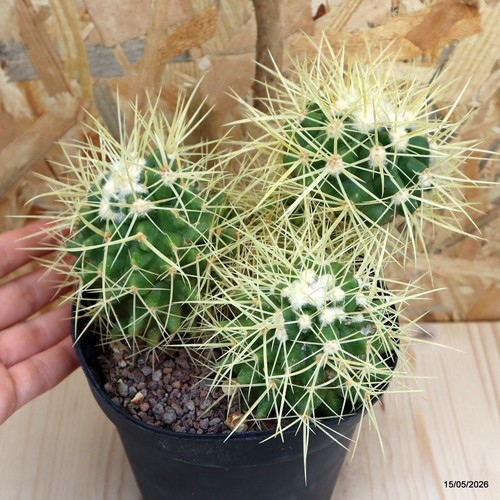Echinocactus grusonii