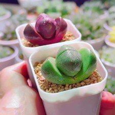 2 pezzi pianta succulenta 4-5