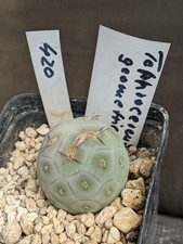 Tephrocactus geometricus, vaso