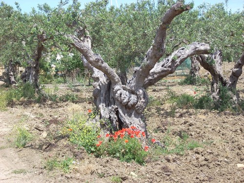 Litri olio extravergine - ,