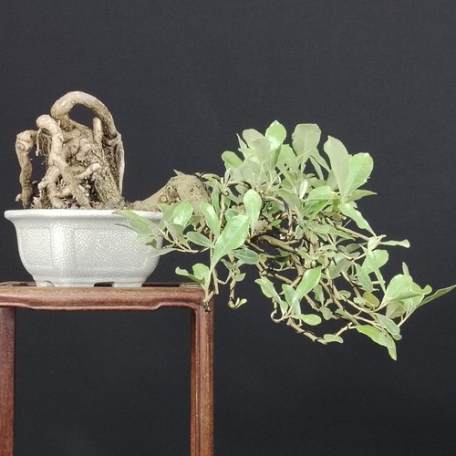 Shohin bonsai eleagno - shohin,