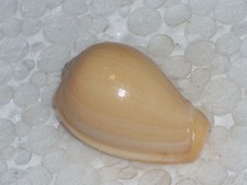 CRYPTOSPIRA VENTRICOSA SPECIAL