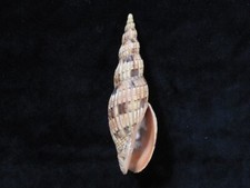 Sea Shell Lyria lyraeformis 105.2mm ID#7459