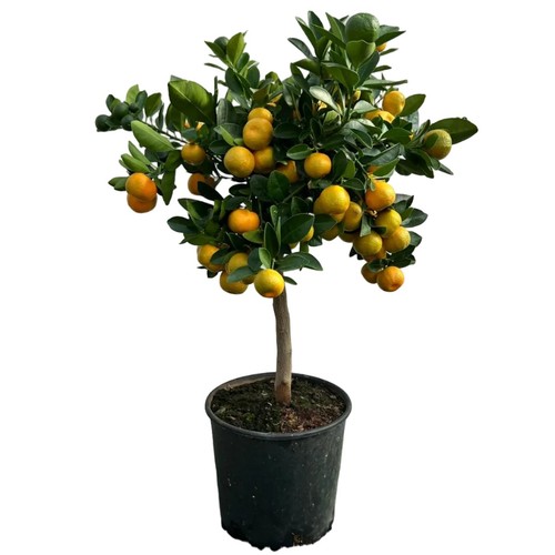 Calamondino albero vaso ø20cm - calamondino,