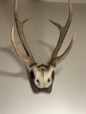 Palco Di Cervo / Corna Di