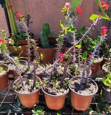 ?❤️Vaso Ø 9,5 Cm Pianta EUPHORBIA MILII Fiore Rosso Corona di Cristo ?+Omaggio