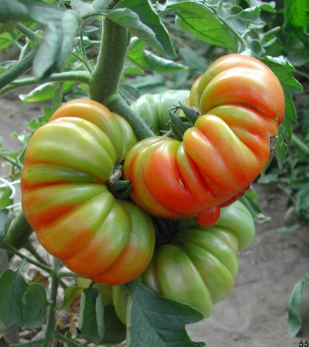 Pomodoro costoluto fiorentino - pomodoro,