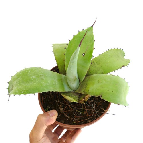 Agave celsii ovatifolia - agave,