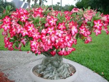 1 PIANTA DI ADENIUM ROSA O