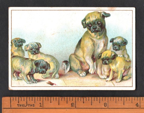 Pug dog with puppies rare - dog,