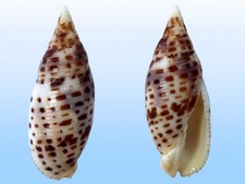 Mitridae, Mitra cardinalis, Siargao, Philippines, 59,3 mm, SELECTED QUALITY