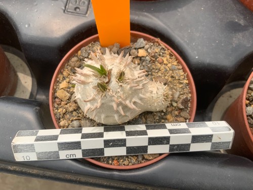 054 pachypodium brevicaule - 054,