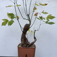 Pre Bonsai Acero Negundo