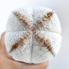 Astrophytum cv ONZUKA QUADRICOSTATUM selected - berretto vescovile | cactus stellato