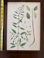 Antica scheda incisione libro