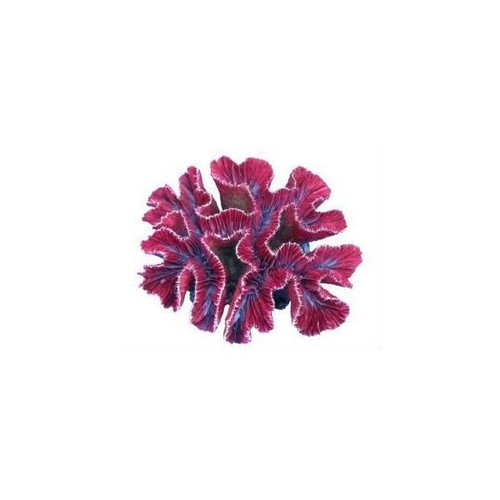 Euphyllia decorazioni resina - euphyllia,