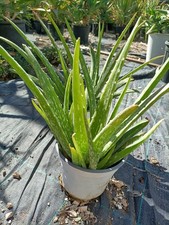 Piante Di Aloe Vera in Vaso 14