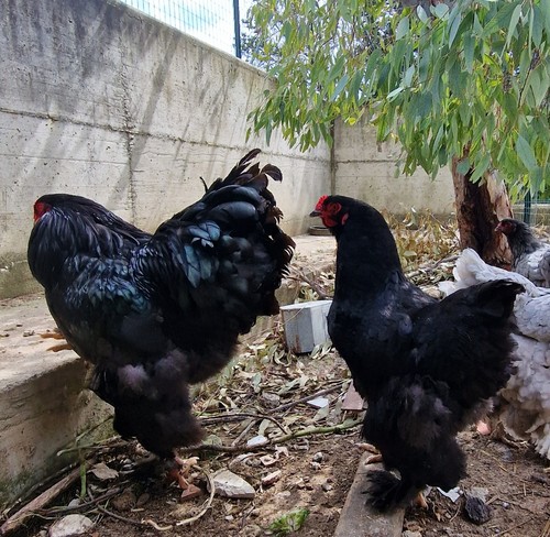 Uova feconde di - di, brahma
