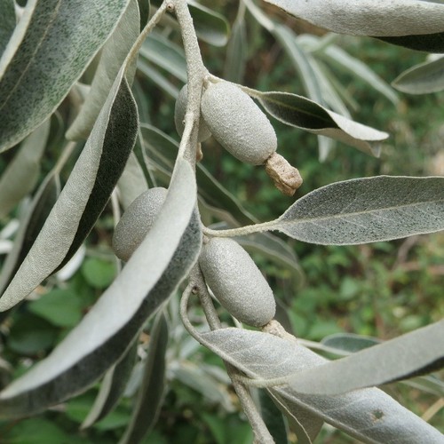 Olivo boemia la stella - olivo,