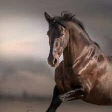 CAVALLO MAESTOSO PULEDRO -