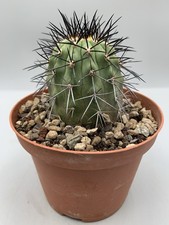 Copiapoa longistaminea jmt 452 - jmt,