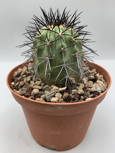 Copiapoa longistaminea jmt 452 - longistaminea,