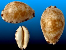 Cypraea histrio - , f