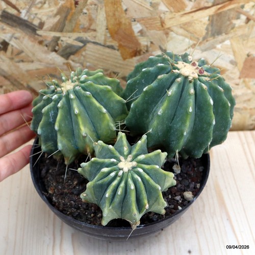 Ferocactus glaucescens inermis