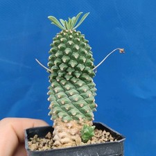 Euphorbia sotetsu kirin
